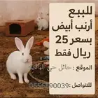 ارنب ابيض للبيع الوحده 25