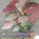 شتلات كلاديون caladium داخلية لون نقشة وشكل نادرفي سعودي