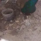 زوج طاوس للبيع