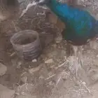 زوج طاوس  وجوزذكر ساراما تايلند أنثى جابانيس
