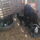 عنز تحتها تيسين