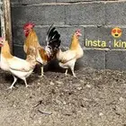 تم البيع. بيض دجاج بلدي