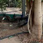 مجموعه طواويس للبيع