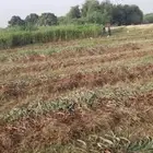 السلام عليكم اعرض لكم علف للبيع