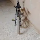 سيكل رامبو قوي و الله اني من يوم شريته موديته المصلح مره