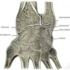 تدريس جميع مواد كلية الطب والجراحة لجميع المستويات