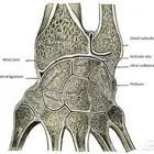 تدريس جميع مواد كلية الطب والجراحه كلينكال و بيزك