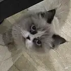 قطاوه منقذه من وادي لتبني