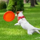 فندقة قطط وكلاب مستوى عالي