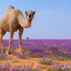 منشد و شاعر ل تسجيل الشيلات