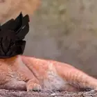 قطط