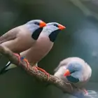 زيبرا الرمحي