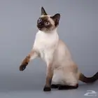 عندي قطط لاتبني معا أغرضها كامله ومعا الحمام حقها عزكم الله