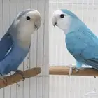 روز اليف