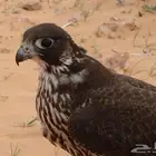مط لو ب حر جير شيهانه