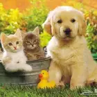 توصيل حيوانات من الرياض القصيم حائل والعكس