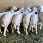 ذبايح خرفان من غنم شهران بالمزرعه بجيزان