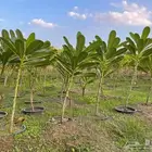 شتلات ياسمين هندي