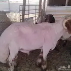 حلاق غنم