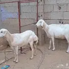 للبيع ضان القاني