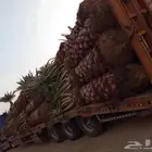 فروخ سكري وصقعي ومجدول