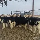 رخال نجد مقنوي طيبات لراغبي التأسيس