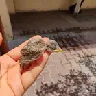 مطلوب عصفور لي تبني