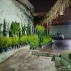 سرو إيطالي وليموني وتويا إيطالي مشاتل عتود