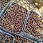 يوجد لدينا عمال صرام ومنقي بلكرتون
