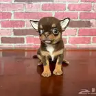 شيواوا ابل هيد