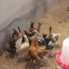 دجاج للبيع