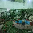 زهور جارونيا هولندي و بتونيا هولندي وافريكانا هولندي متوفر