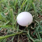 بيض بلدي فيومي تلقيط يومي اكل أو تفقيس