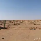 أعمال النخيل والأشجار