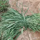 علف بونيكام البيع بالربطه