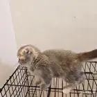 Scottish Fold Cat
