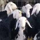 رخال نجد مقنوي طيبات