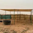 مظلة غنم مظلات للابل