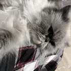 قطه أنثى تزاوج