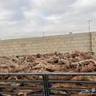 البيع ديانه حطب مستورد