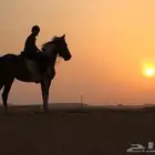 بوايك خيل للايجار طريق الرياض
