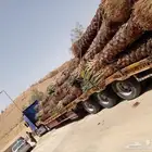 تصدير جميع كميات النخيل الى مصر وجميع دول الخليج