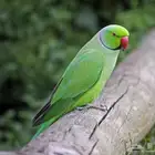 مطلوب فرخ دره غر مطلوب
