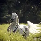 مدرب لتعليم ركوب الخيل