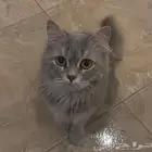 قطة شيرزاية للتبني