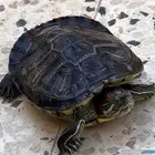 سلاحف سلحفاة برمائية