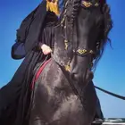 تدريب خيل نسائي خاص100 مع مدربه وايضا يوجد مدرب حسب الاختيار