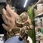 للبيع او البدل التفاصيل بالصوره