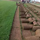 نجيله طبيعي c2000