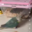 كنيور ضايع